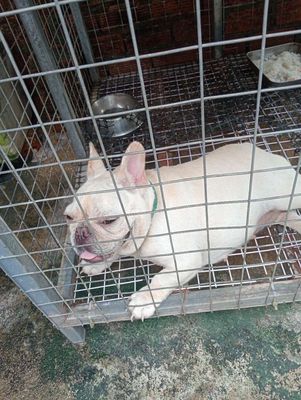 Chó. Mua bán Chó tại Huyện Trảng Bom Đồng Nai được đăng bởi Minh Minh Thư