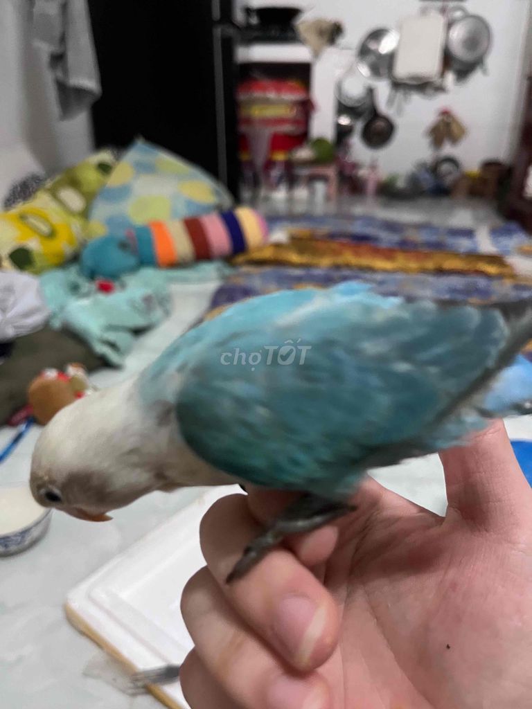 Chim Lovebird Xanh. Mua bán Chim tại Quận 7 Tp Hồ Chí Minh được đăng bởi Nguyễn Đức Gia Lộc hình 1