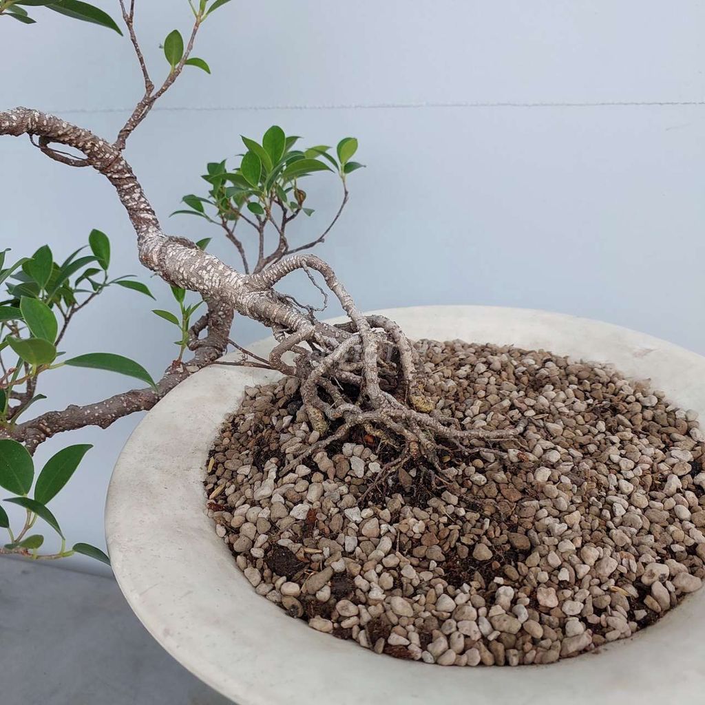 Cây si búp đỏ Indo bonsai, tặng cây sung bonsai