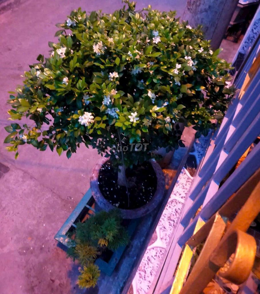Cây cảnh Nguyệt Quế . Mua bán Cây cảnh, đồ trang trí tại Quận Ninh Kiều Cần Thơ được đăng bởi CT hình 1