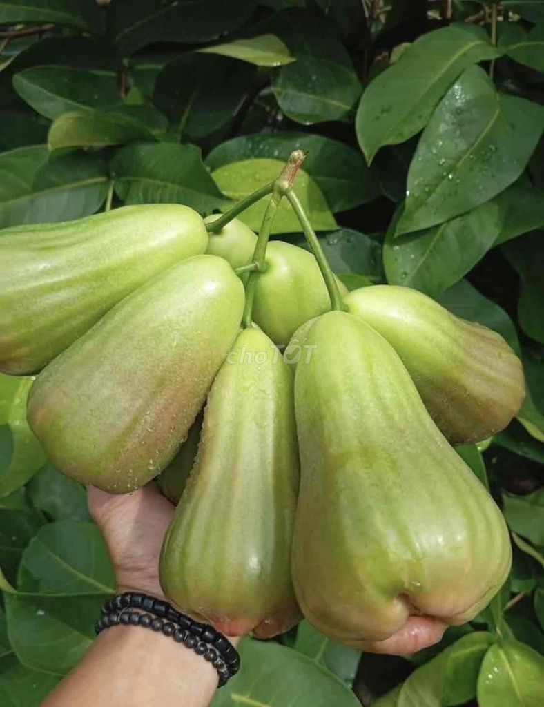 Cây giống Mận Xanh Khổng Lồ Green Giant. Mua bán Đồ chuyên dụng, Giống nuôi trồng tại Huyện Cái Bè Tiền Giang được đăng bởi Võ Minh Luân hình 1