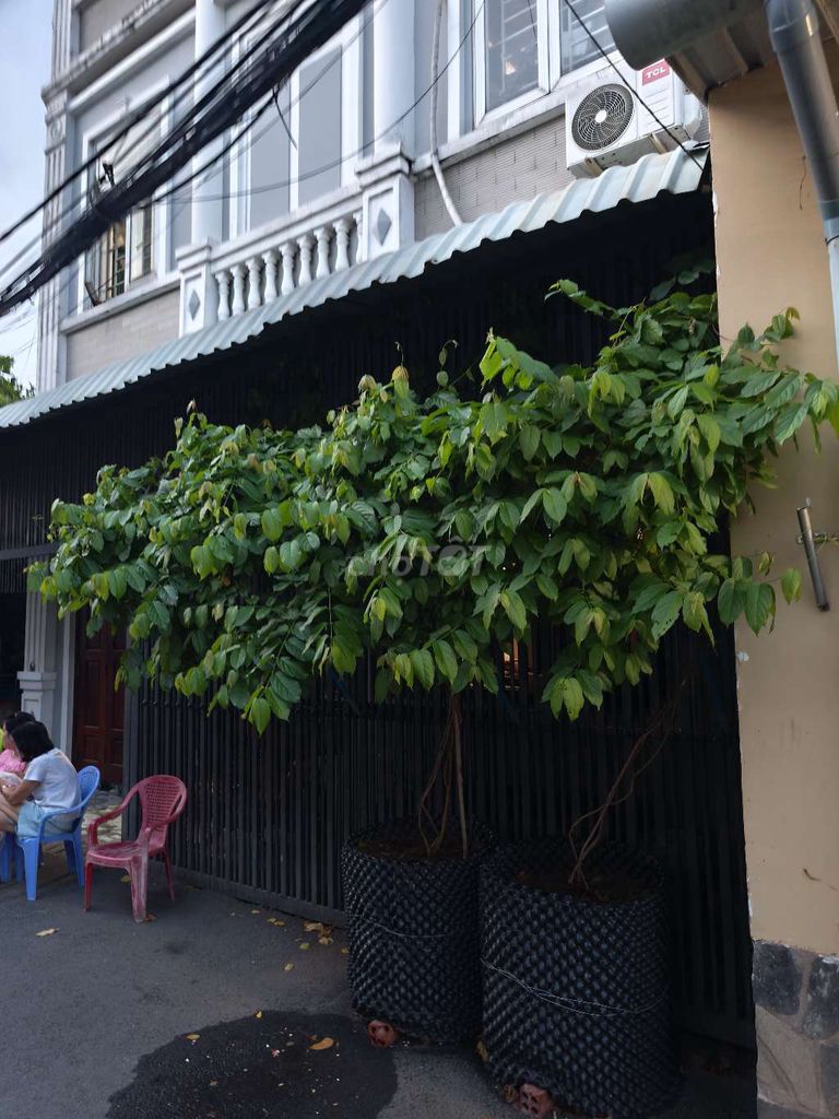 Bán cây hoa sử quân tử