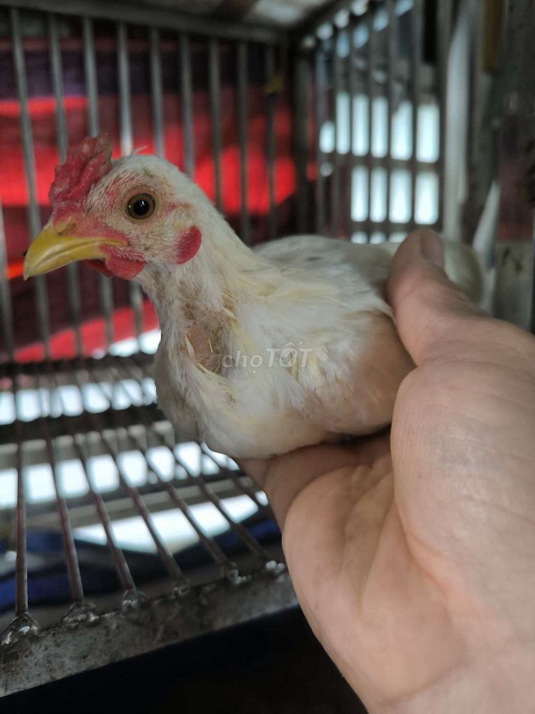 Cần bán e tre bắc coc. Mua bán Gà tại Quận 8 Tp Hồ Chí Minh được đăng bởi  Duy Khang nguyen hình 4