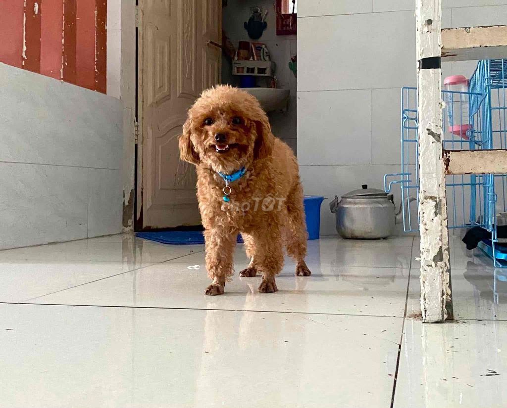 Chó Poodle tini Cái. Mua bán Chó tại Thành phố Thuận An Bình Dương được đăng bởi Bọ Ú Chuột Cảnh  hình 1