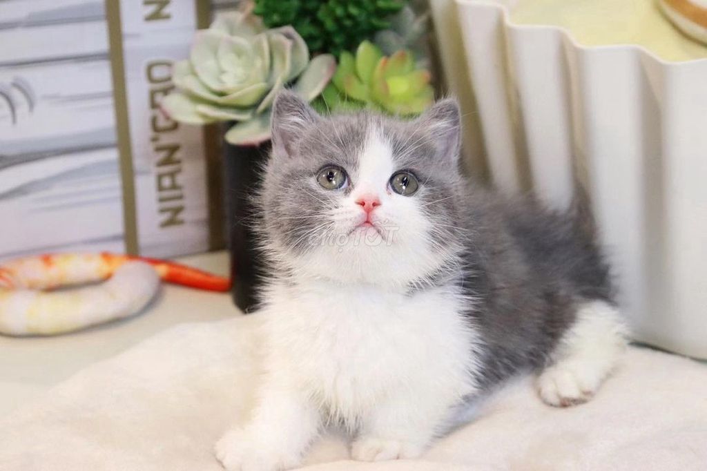 Munchkin chân ngắn Bicolor. Mua bán Mèo tại Quận 1 Tp Hồ Chí Minh được đăng bởi O PET  Thế Giới Thú Cưng hình 4