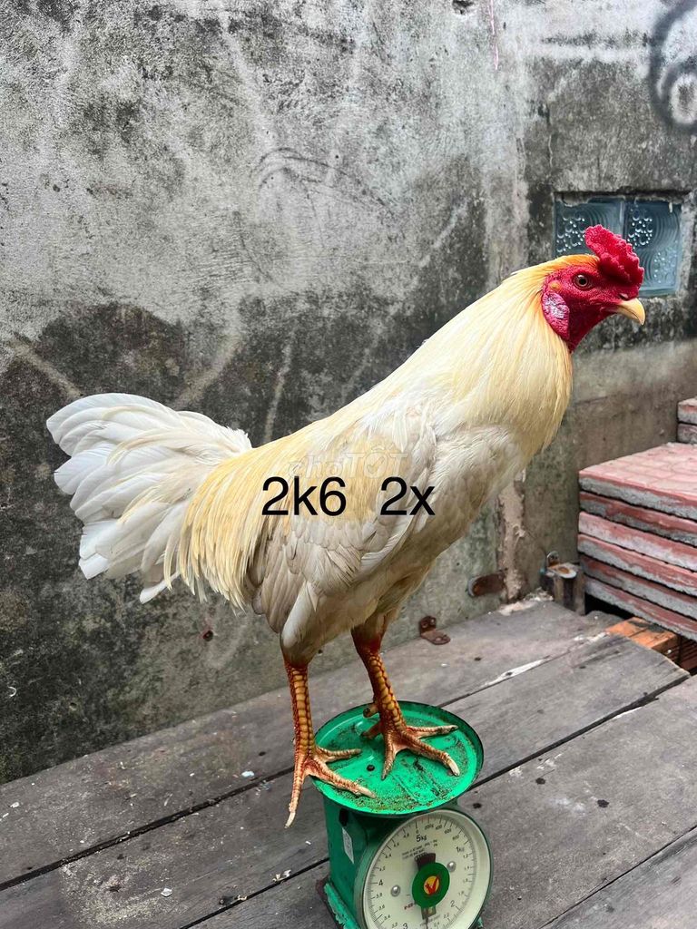 Gà chọi trắng 2.3kg. Mua bán Gà tại Thành phố Sóc Trăng Sóc Trăng được đăng bởi Nguyện Minh Thừa hình 1