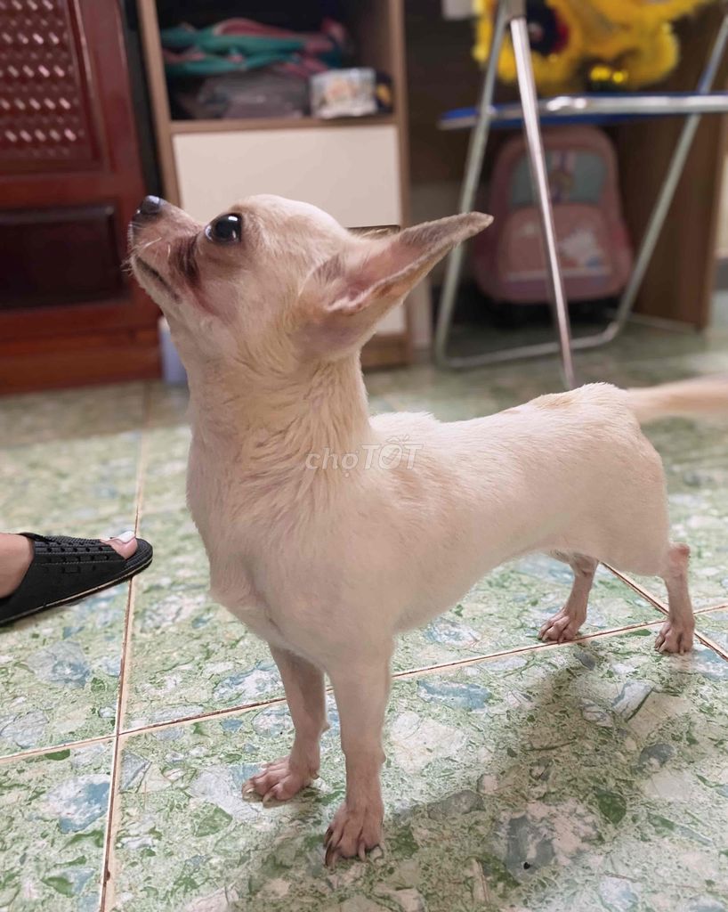 Chihuahua nhỏ nhắn xinh xắn