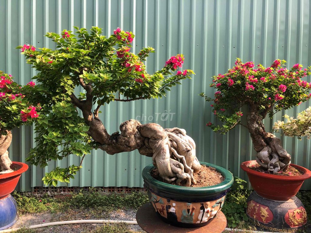 Hoa giấy Mỹ. Mua bán Cây cảnh, đồ trang trí tại Huyện Hóc Môn Tp Hồ Chí Minh được đăng bởi kiều my hình 1