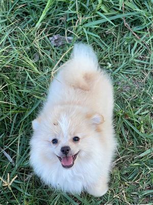 [Trà Vinh] Xả nhanh cặp Phốc Sóc nhà làm 2tr5