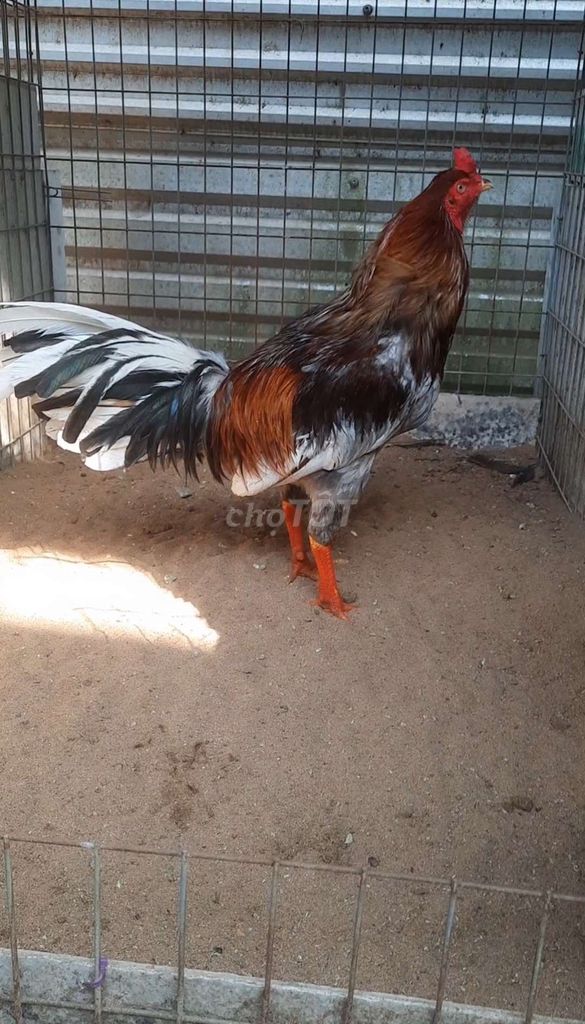 Gà Xám 3.4kg. Mua bán Gà tại Huyện Cần Giuộc Long An được đăng bởi Điện Đoàn hình 1