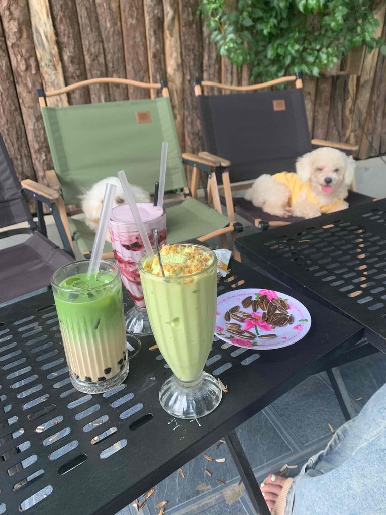 Chó Poodle Trắng Đã tiêm phòng. Mua bán Chó tại Huyện Yên Định Thanh Hóa được đăng bởi Lưu Thắng hình 1
