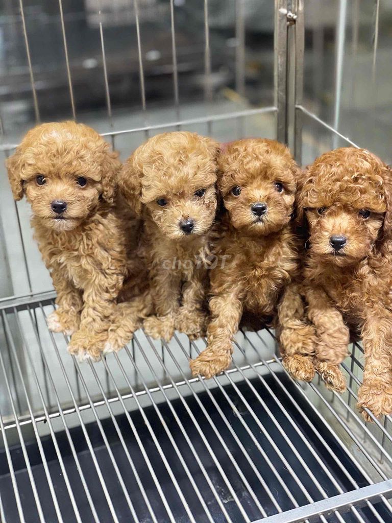 Chó Poodle giá thanh lý