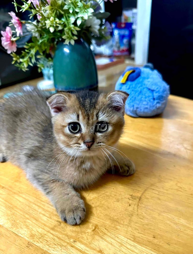 Mèo tai cụp Black golden. Mua bán Mèo tại Thành phố Thủ Đức Tp Hồ Chí Minh được đăng bởi Huy Quang hình 1