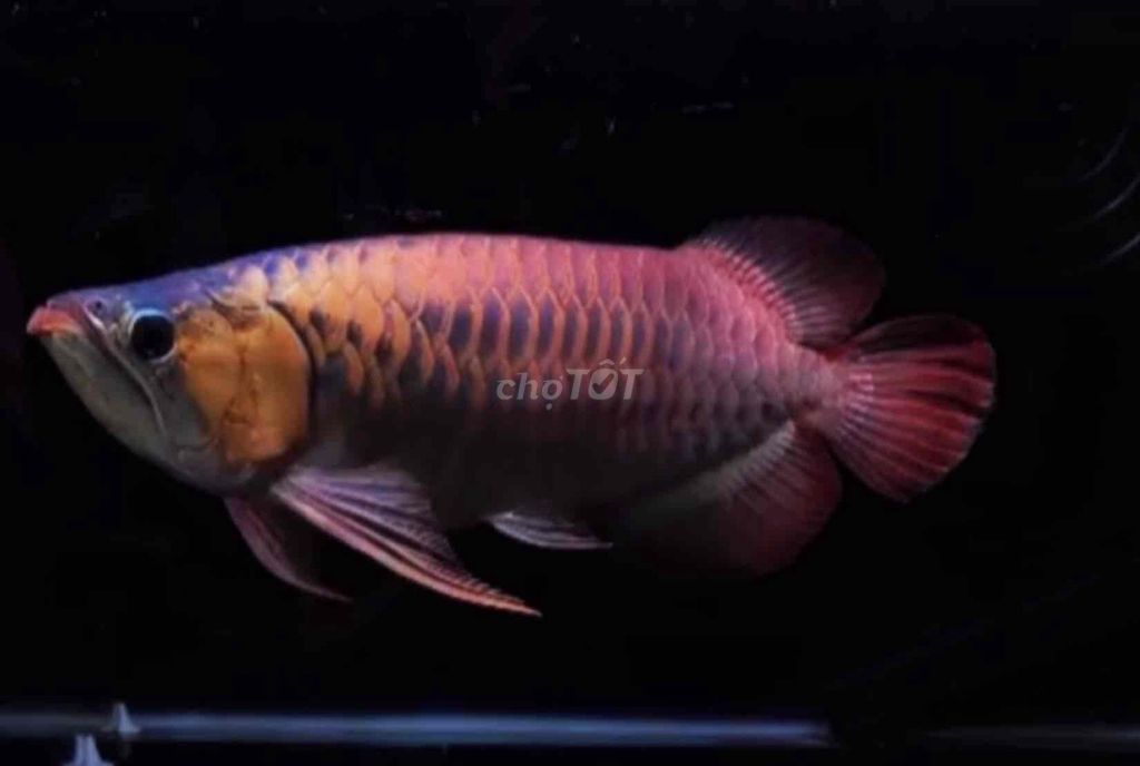 Cá rồng Huyết Long đứt râu size 45cm. Mua bán Thú cưng khác tại Quận Tân Bình Tp Hồ Chí Minh được đăng bởi Duy Fish hình 1