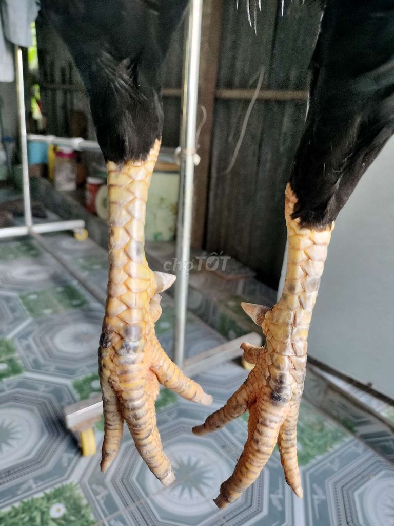 Gà tơ hơn 10 tháng, 95℅ lông, tay tốt, cán đẹp. Mua bán Gà tại Huyện Tam Bình Vĩnh Long được đăng bởi Trại gà tre Hữu Nghĩa hình 4