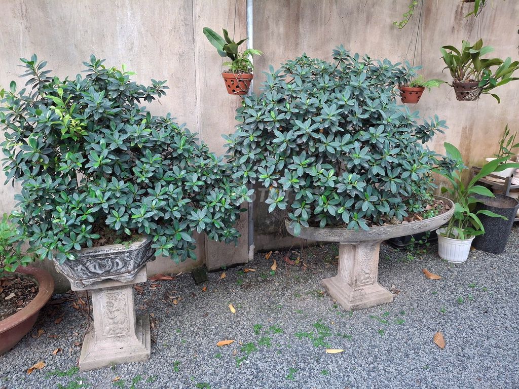 Bán 02 chậu cây da Ấn Độ. Mua bán Cây cảnh, đồ trang trí tại Thành phố Biên Hòa Đồng Nai được đăng bởi Nguyễn Khánh Thanh Hoàng hình 1