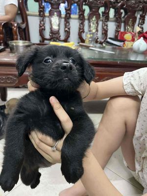Đàn cún cỏ xinh/ Nâu/ Đen/ Xám