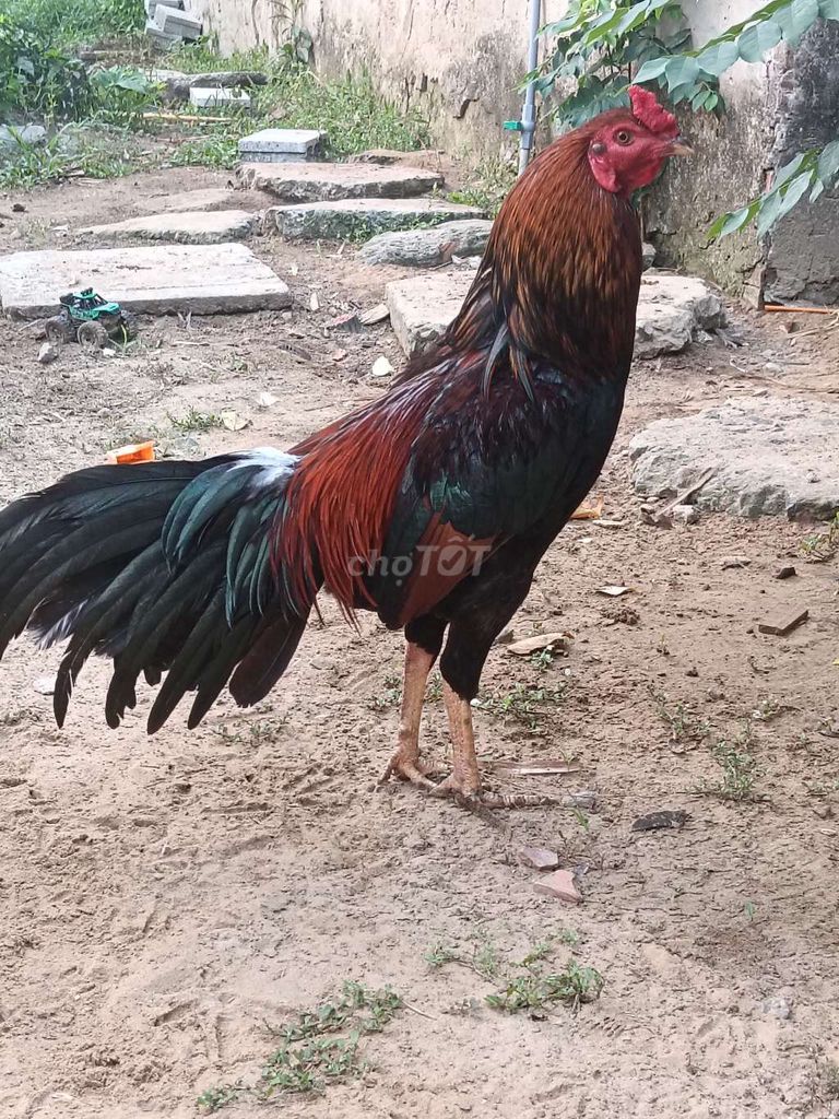 Gà giống Đỏ Đen 2.4kg 03.28. Mua bán Gà tại Huyện Châu Thành Tiền Giang được đăng bởi tuan hình 1