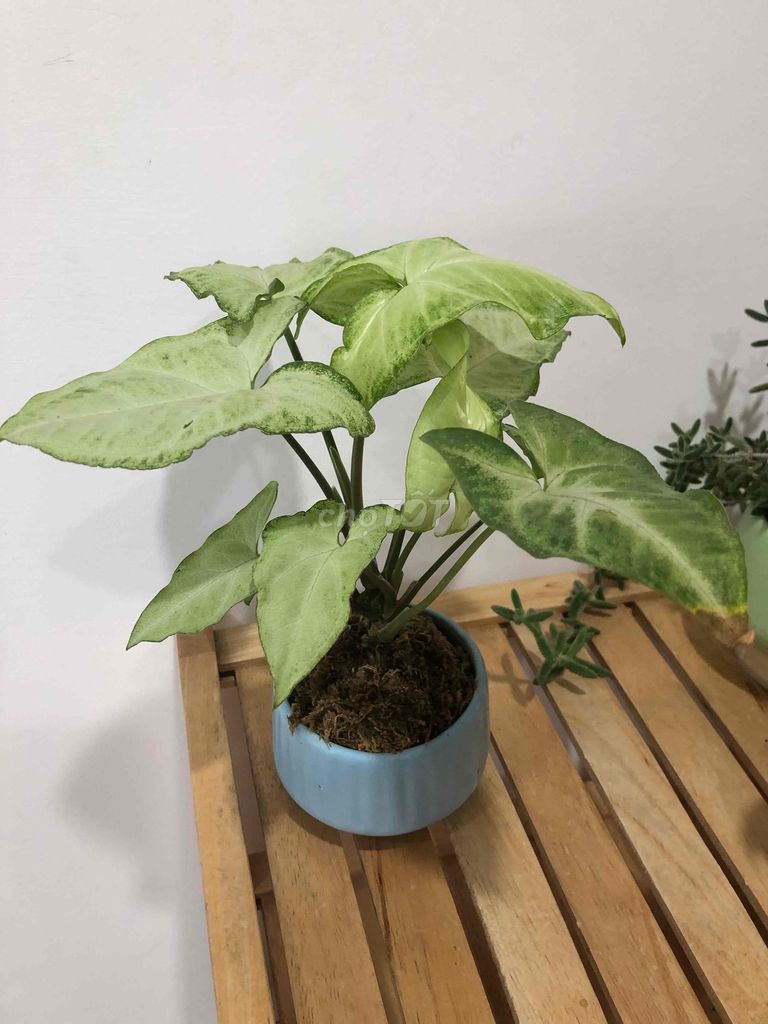 Cây cảnh trang trí. Mua bán Cây cảnh, đồ trang trí tại Quận Cầu Giấy Hà Nội được đăng bởi Nguyen thi bich van hình 1