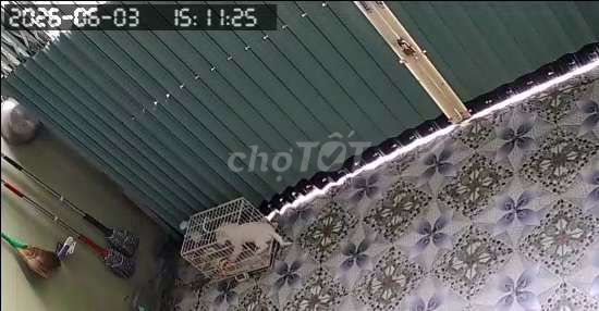 Chó Phốc Sóc đực 4 tháng tuổi. Mua bán Chó tại Huyện Bình Chánh Tp Hồ Chí Minh được đăng bởi Ngọc Vy hình 1