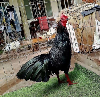 Gà ô 3.1kg, lông mới, thành tích tốt. Mua bán Gà tại Quận Bình Thuỷ Cần Thơ được đăng bởi Anh Ba Bến Tre