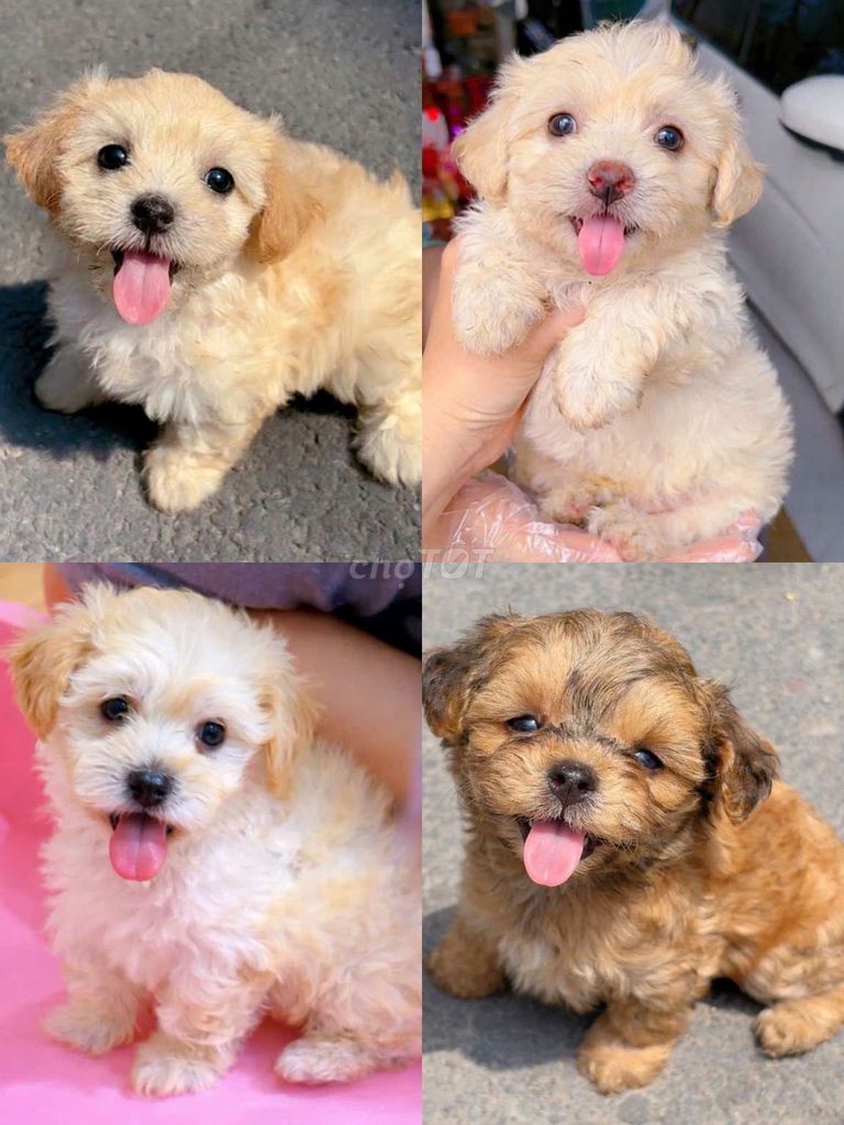 chó poodle tiny 2 tháng. Mua bán Chó tại Quận 11 Tp Hồ Chí Minh được đăng bởi Minh nguyễn  hình 1