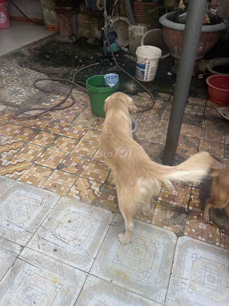 Chó Golden Retriever Vàng chó đực. Mua bán Chó tại Quận Cẩm Lệ Đà Nẵng được đăng bởi Trịnh Ngọc hình 1