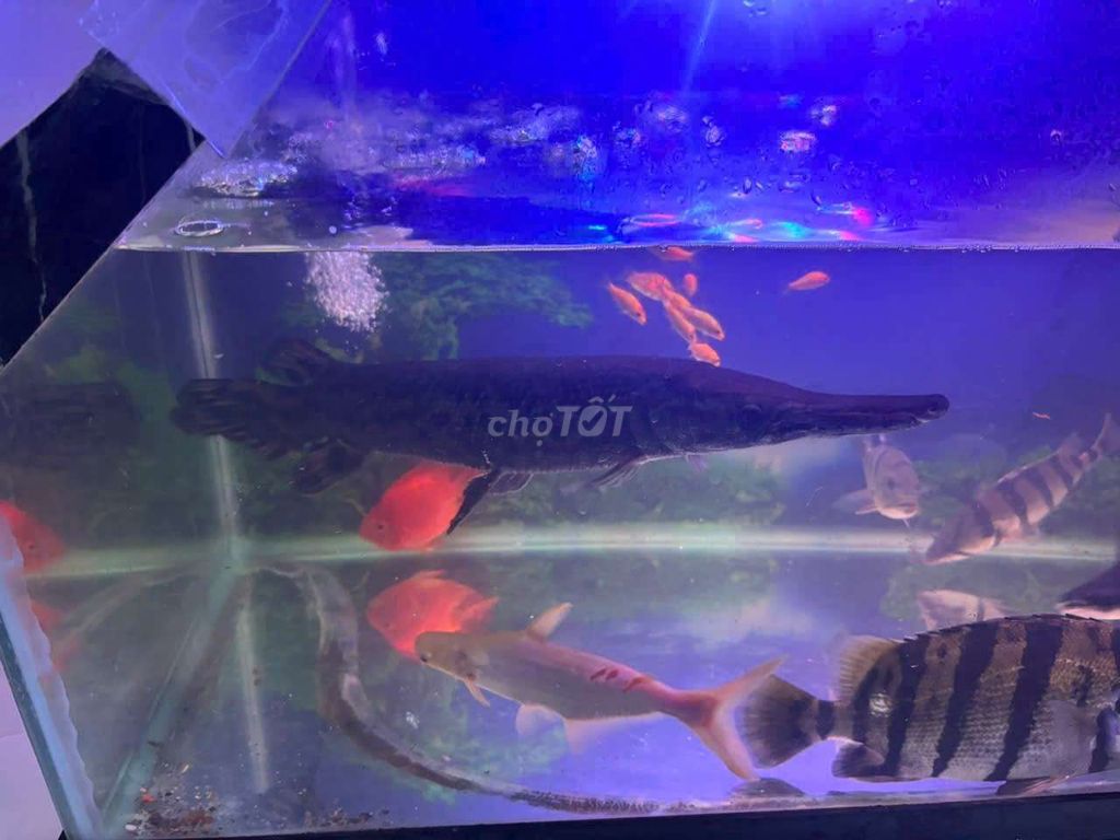 mình cần nhượng lại em cá xấu hỏa tiển dài 40cm. Mua bán Thú cưng khác tại Quận Bình Tân Tp Hồ Chí Minh được đăng bởi THẾ  hình 1