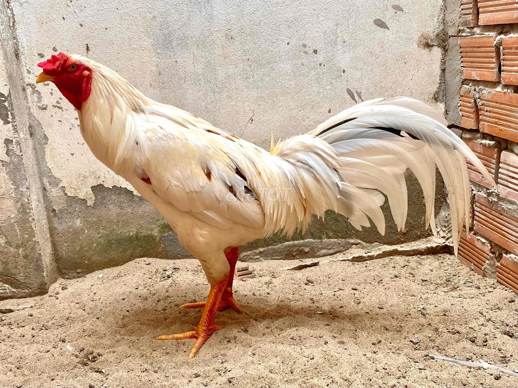 bướm chân vàng đại giáp. Mua bán Gà tại Huyện Phong Điền Cần Thơ được đăng bởi mê gà nồi hình 1