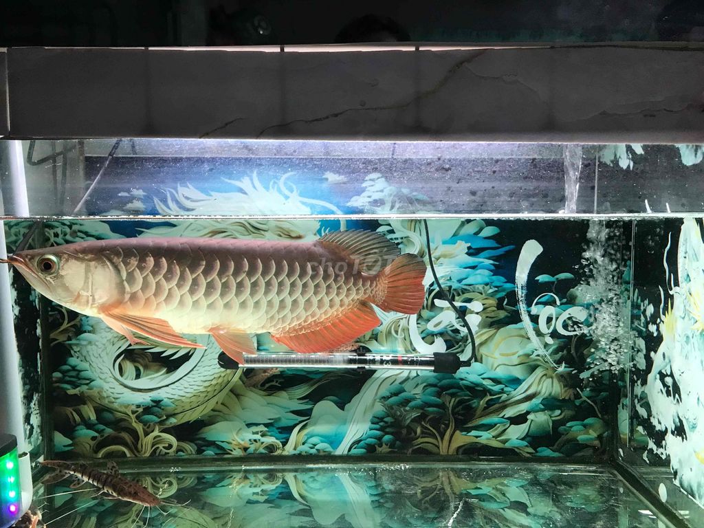 Cá Rồng Tím 37-38cm. Mua bán Thú cưng khác tại Quận 11 Tp Hồ Chí Minh được đăng bởi THANH TÙNG hình 1