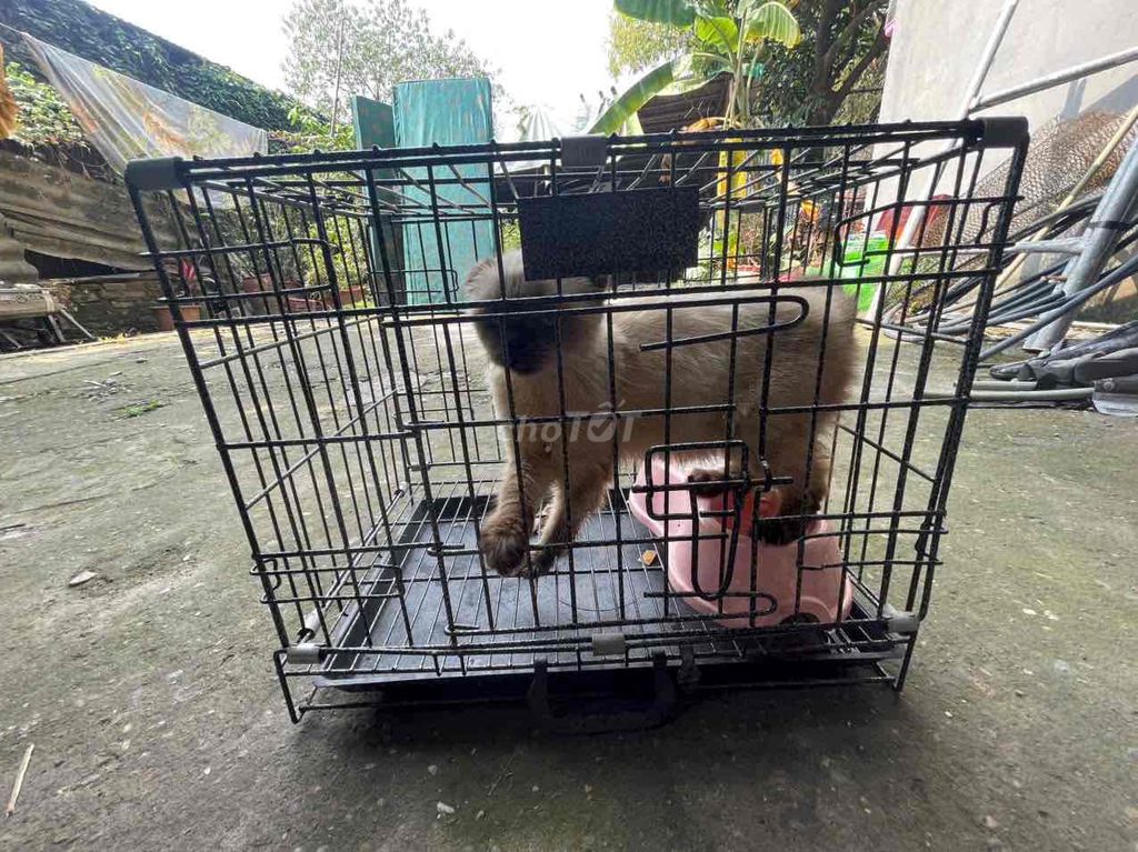 Mèo Nâu kem. Mua bán Mèo tại Quận Hoàng Mai Hà Nội được đăng bởi Tuấn hình 1