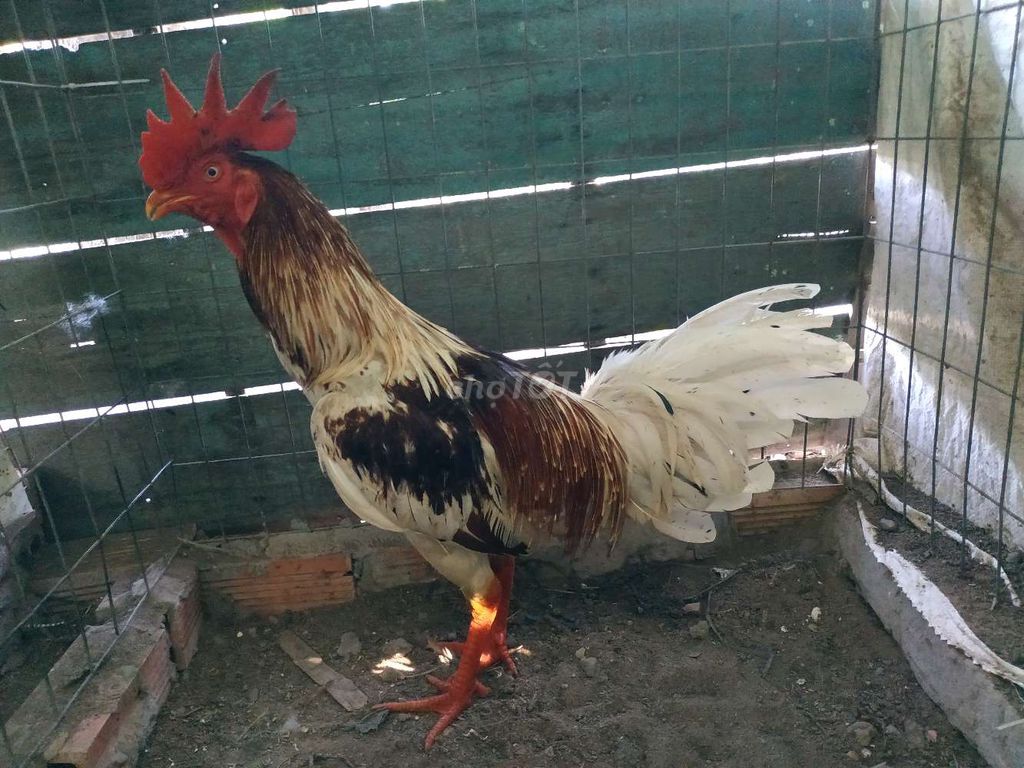 Gà chọi Đực 2.7kg. Mua bán Gà tại Thị xã Bình Minh Vĩnh Long được đăng bởi gà đá bình minh  hình 1