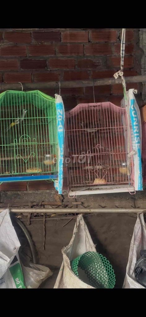 Chim Trao trảo đầu trắng 4,5 tháng. Mua bán Chim tại Huyện Ba Tri Bến Tre được đăng bởi man hình 1