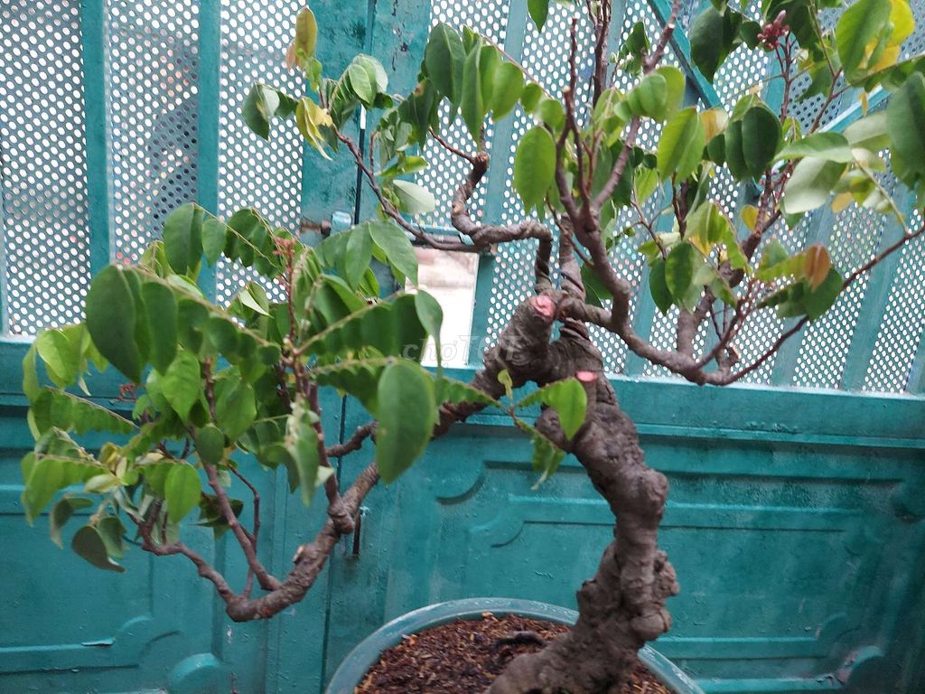 Khế gân già.bonsai