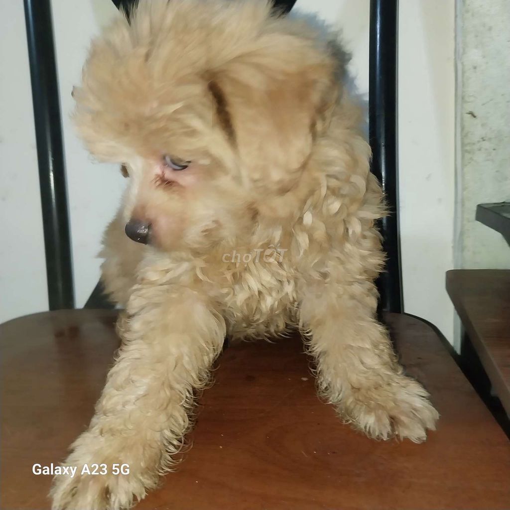 BÉ CÚN POODLE 2 THÁNG TUỔI GIỐNG ĐỰC