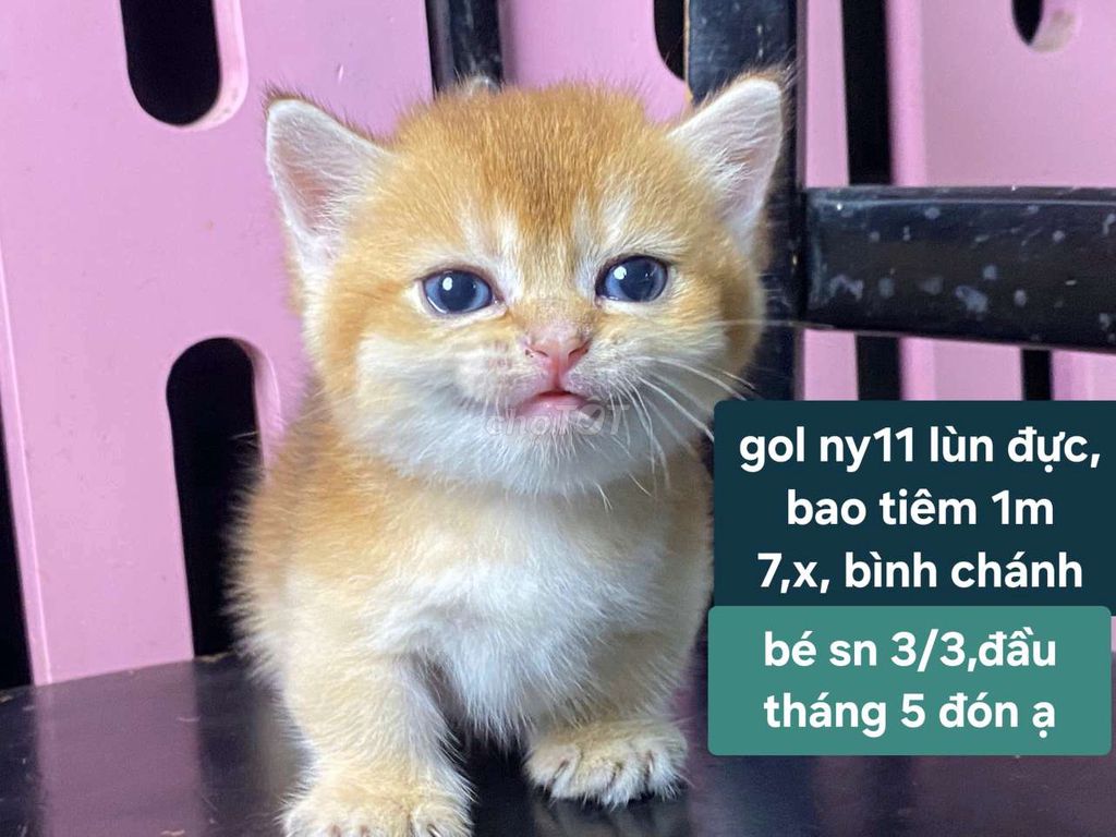 GOLDEN CHÂN LÙN, BỐ CÓ PHẢ. Mua bán Mèo tại Quận Bình Tân Tp Hồ Chí Minh được đăng bởi Petmeomeo hình 1