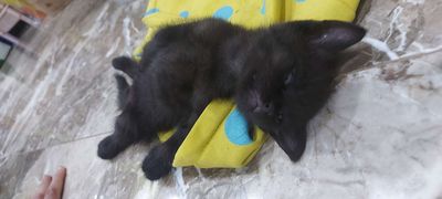 Mèo đen lai