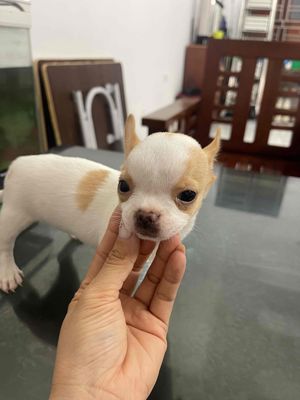 Chó Chihuahua đực 2 tháng đã tiêm