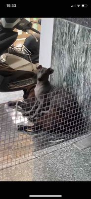 TÌM NHÀ MỚI CHO BÉ CHÓ KHÔNG LÔNG ĐỰC 8 THÁNG TUỔI