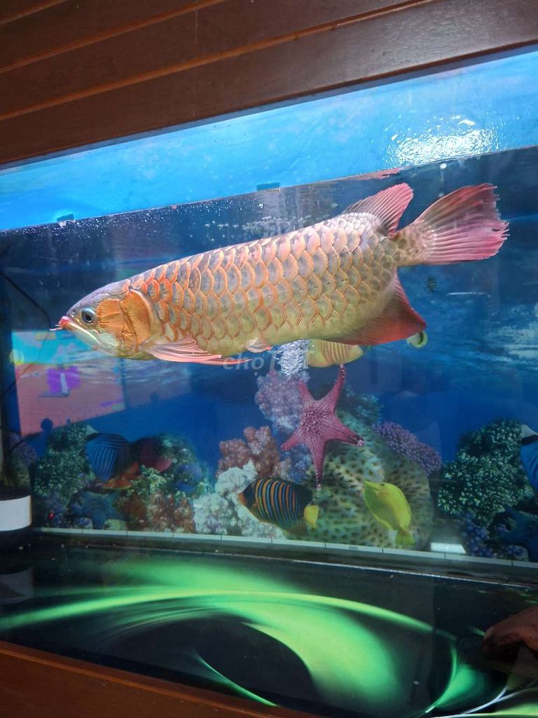 Cá Rồng Huyết 60cm Đỏ. Mua bán Thú cưng khác tại Thành phố Biên Hòa Đồng Nai được đăng bởi Nguyễn mạnh hùng hình 1