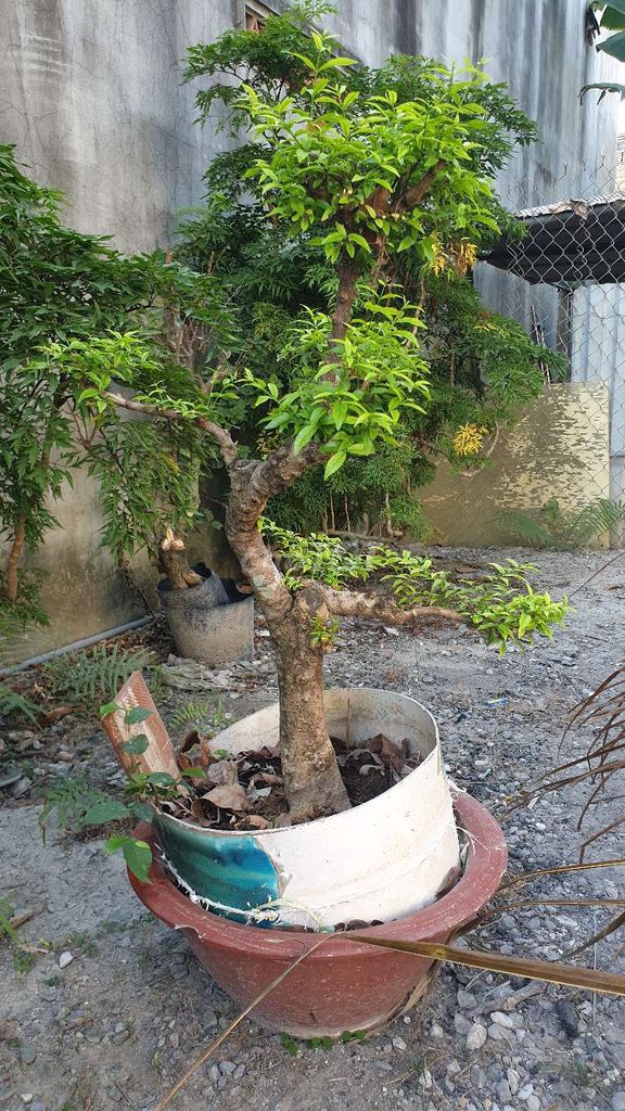 Mai chấn thủy Bonsai Xanh lá. Mua bán Cây cảnh, đồ trang trí tại Thị xã Bến Cát Bình Dương được đăng bởi Vũ Quốc Sử hình 1