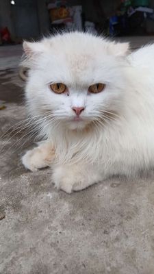 Mèo anh lông dài trắng tuyết. Mua bán Mèo tại Huyện Chương Mỹ Hà Nội được đăng bởi Trịnh viết sơn