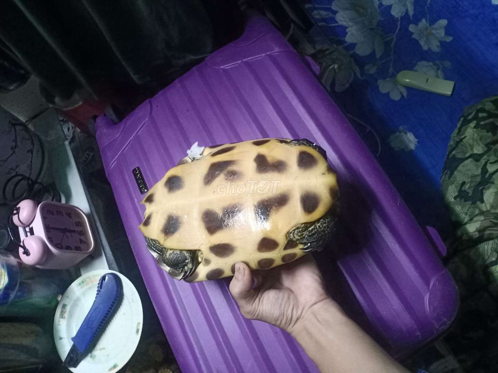 Hết nuôi bán gấp.... về quê