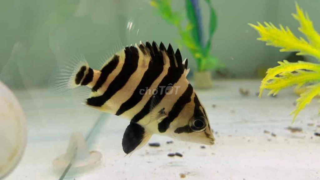 cá Hổ Sumatra size 8cm 4 vạch màu vàng đen