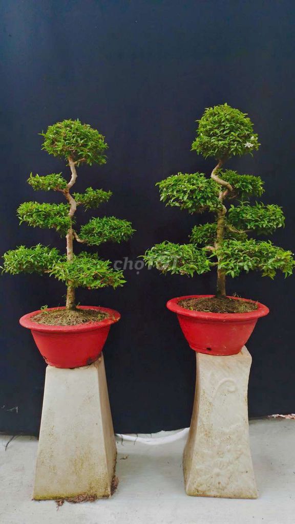 Cây cảnh Mai Chiếu Thủy. Mua bán Cây cảnh, đồ trang trí tại Huyện Hóc Môn Tp Hồ Chí Minh được đăng bởi Xuân Quang 55 hình 1