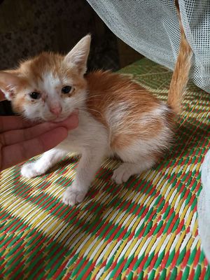 Mèo ta lai ALN 2 tháng