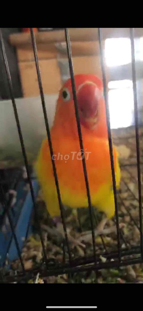 Chim Lutino ngực đỏ trên 1 tuổi. Mua bán Chim tại Thị xã Kiến Tường Long An được đăng bởi Van Phu Tang hình 1