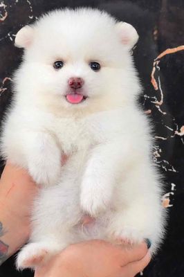 Chó Phốc Sóc cái trắng lông xù đã tiêm
