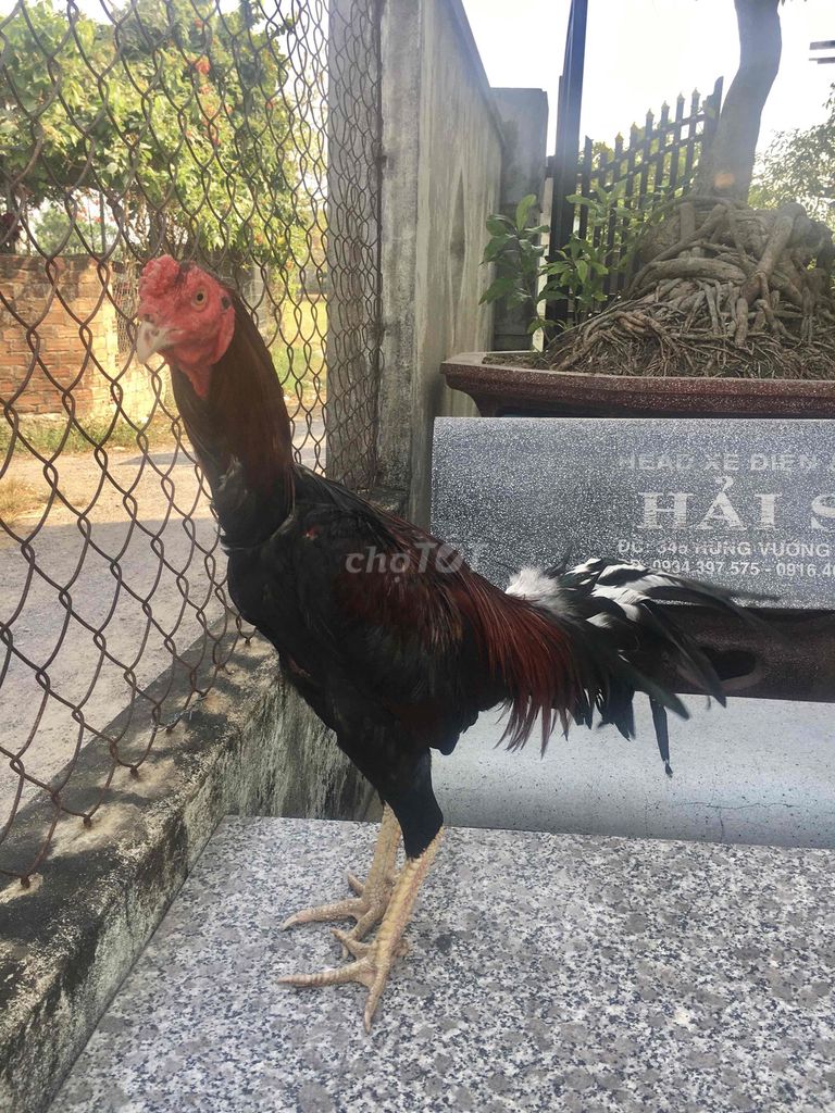 gà tơ. Mua bán Gà tại Huyện Tuy Phước Bình Định được đăng bởi Đạt Bình Định hình 1