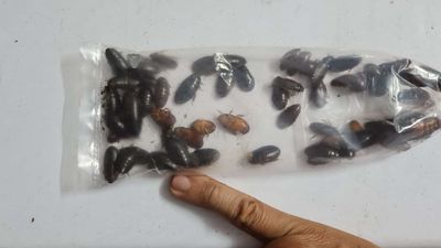 Gián Đất : 1 Hủ 40-50gr (Tầm 80-90 con) Size Lớn. Mua bán Phụ kiện, Thức ăn, Dịch vụ tại Huyện Củ Chi Tp Hồ Chí Minh được đăng bởi Mẫn Cá Cảnh